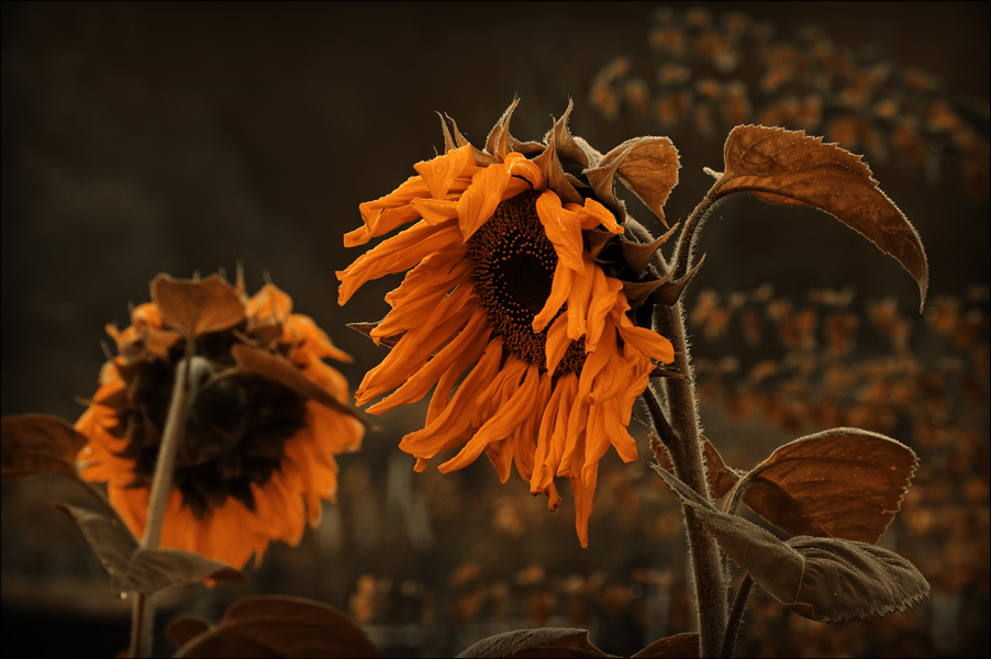 photo "***" tags: nature, flowers