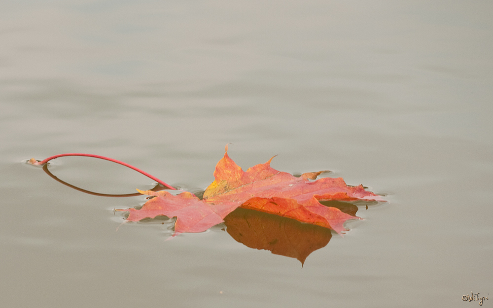 photo "Leaf in the reflection of the sky" tags: nature, macro and close-up, flowers