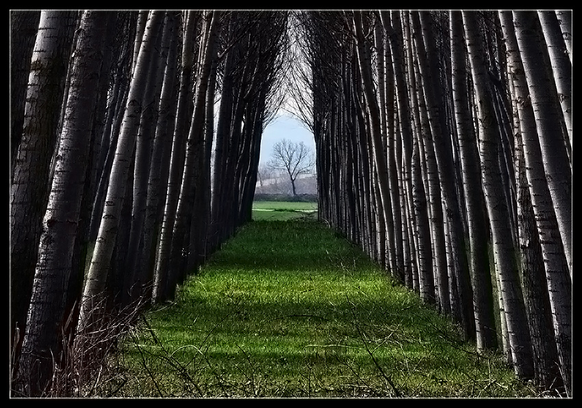 photo "Gothic cathedral" tags: landscape, forest