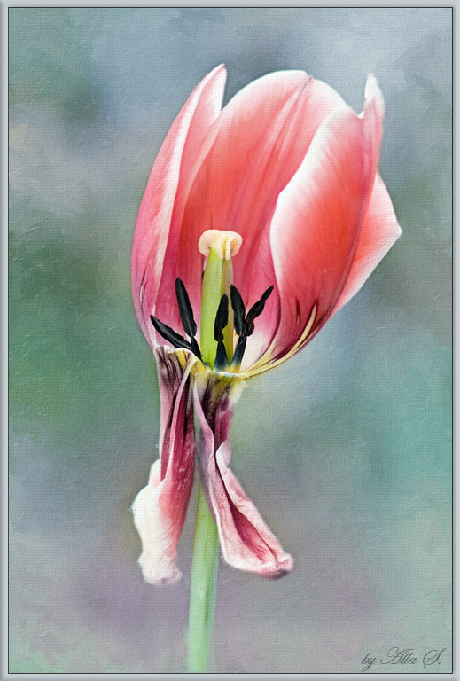 photo "***" tags: nature, flowers