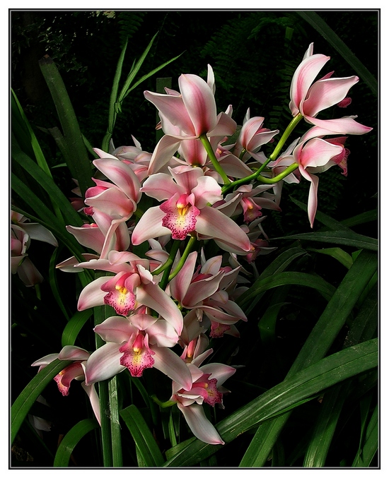 фото "Орхидеи.Park "UTOPIA"-3" метки: природа, цветы