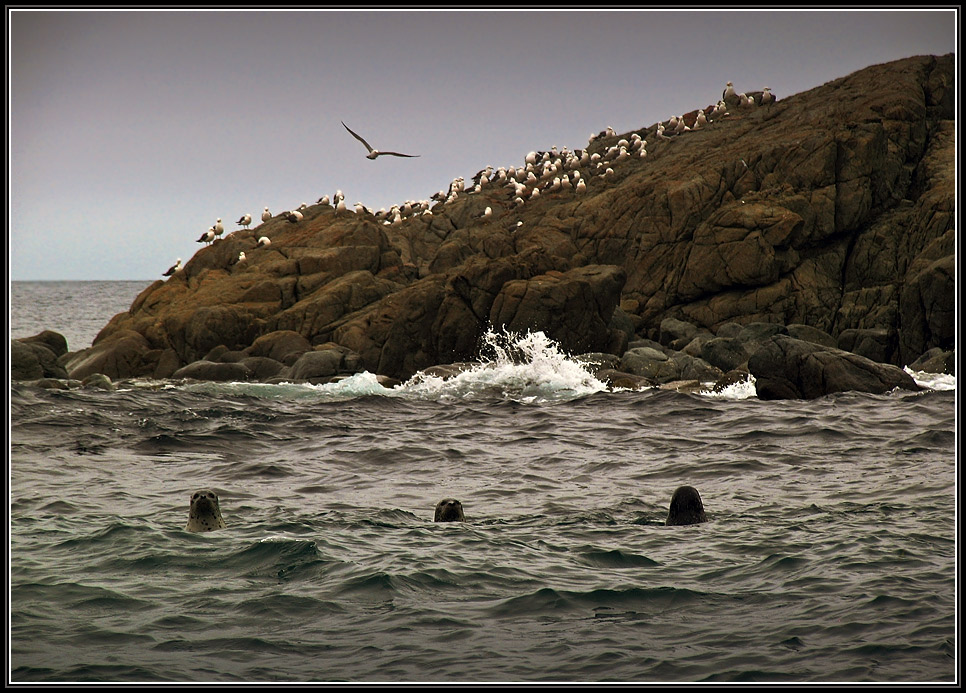 photo "***" tags: landscape, nature, wild animals