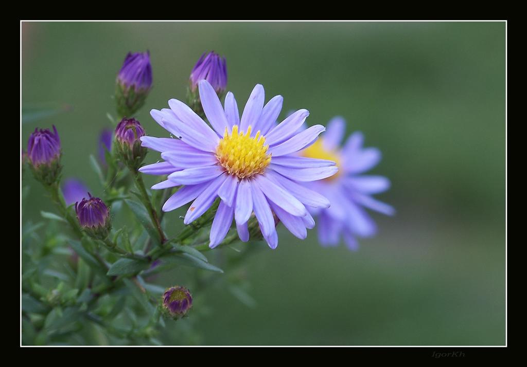 photo "***" tags: nature, flowers