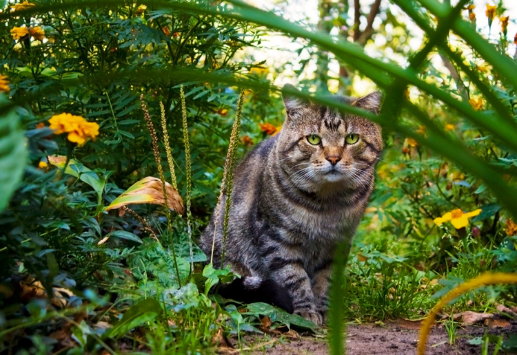 photo "***" tags: nature, pets/farm animals