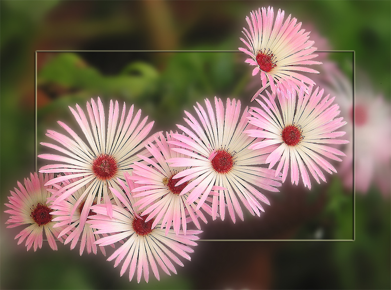 фото "Нежно-розовые" метки: природа, макро и крупный план, цветы