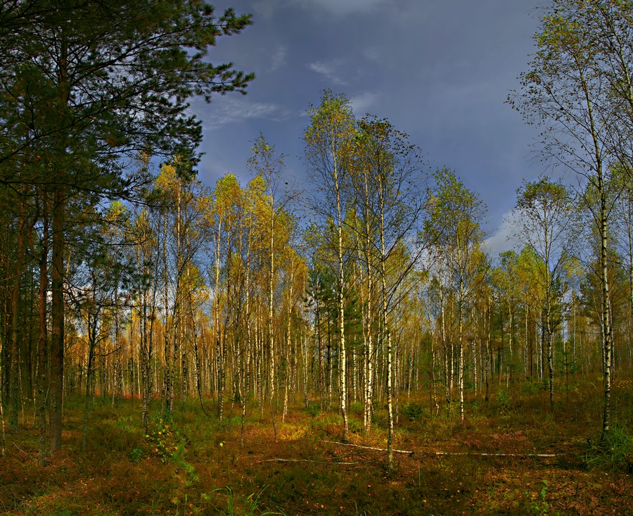 photo "****" tags: landscape, autumn