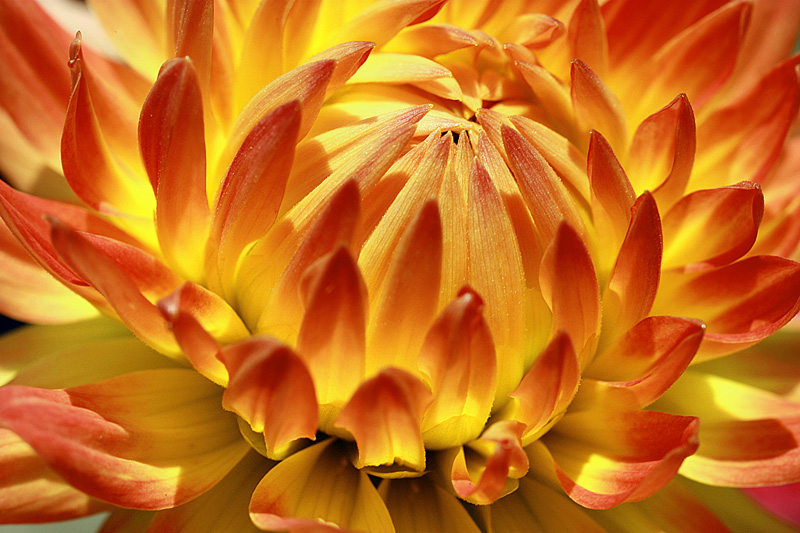 photo "Flames / Пламя" tags: nature, macro and close-up, close-up, flowers