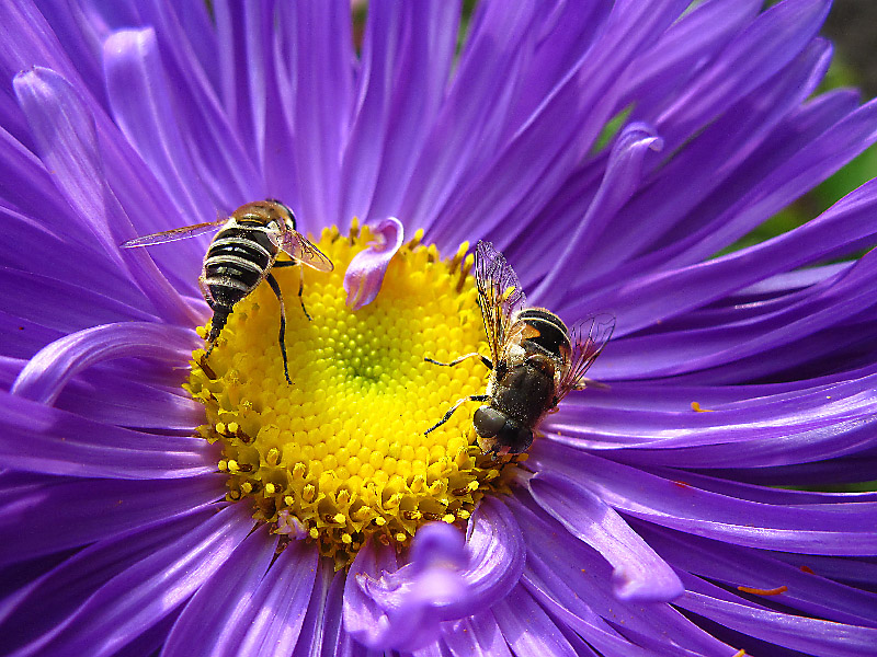 photo "***" tags: macro and close-up, 