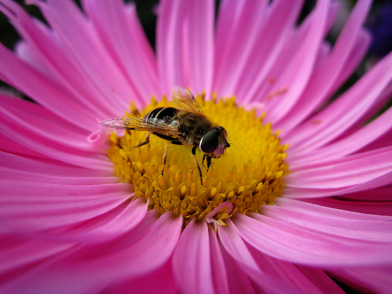 photo "***" tags: macro and close-up, 