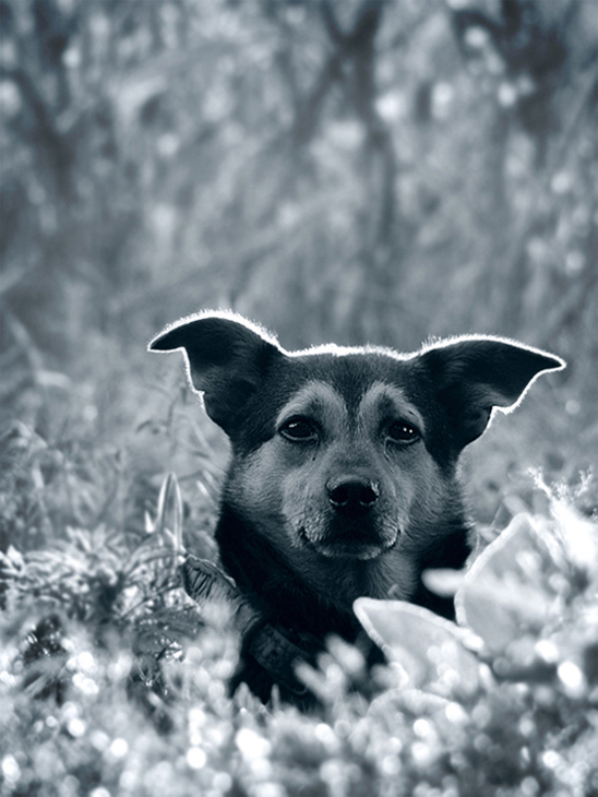 photo "***" tags: nature, black&white, pets/farm animals
