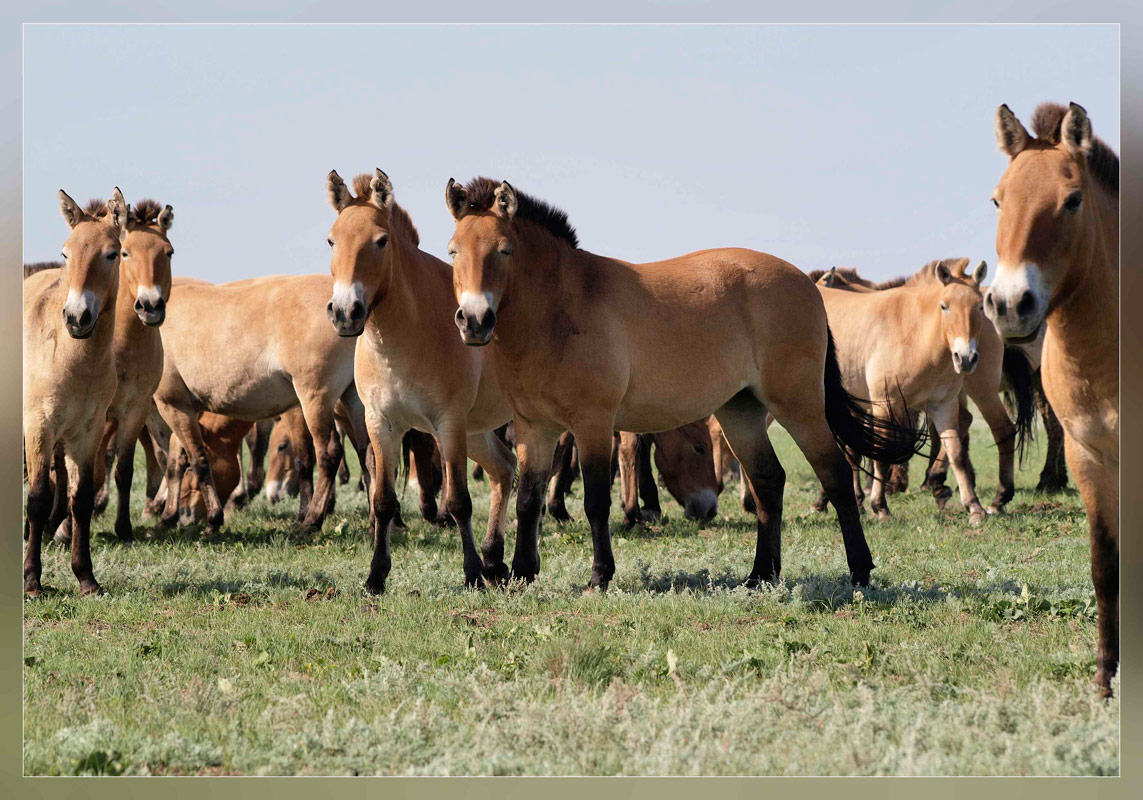 photo "Лошади прживальского" tags: nature, travel, pets/farm animals
