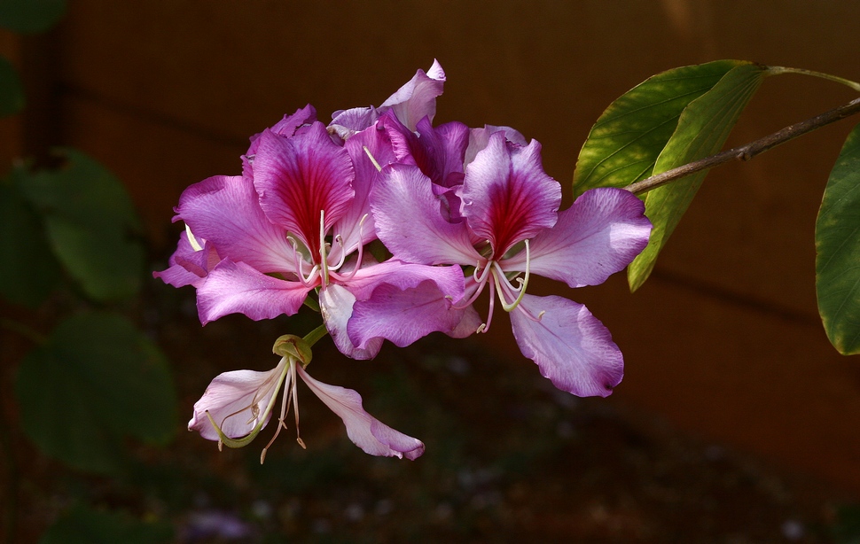 photo "***" tags: nature, flowers