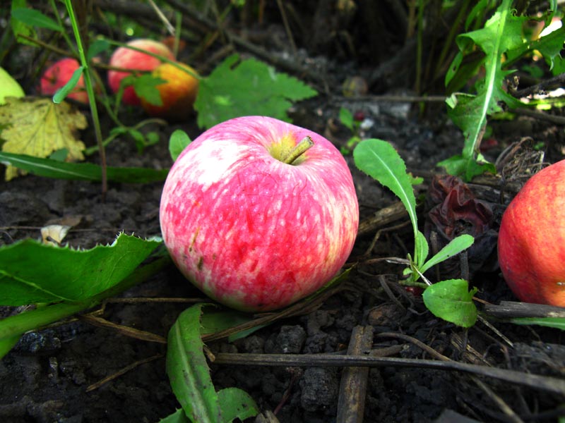 photo "Apple" tags: macro and close-up, 