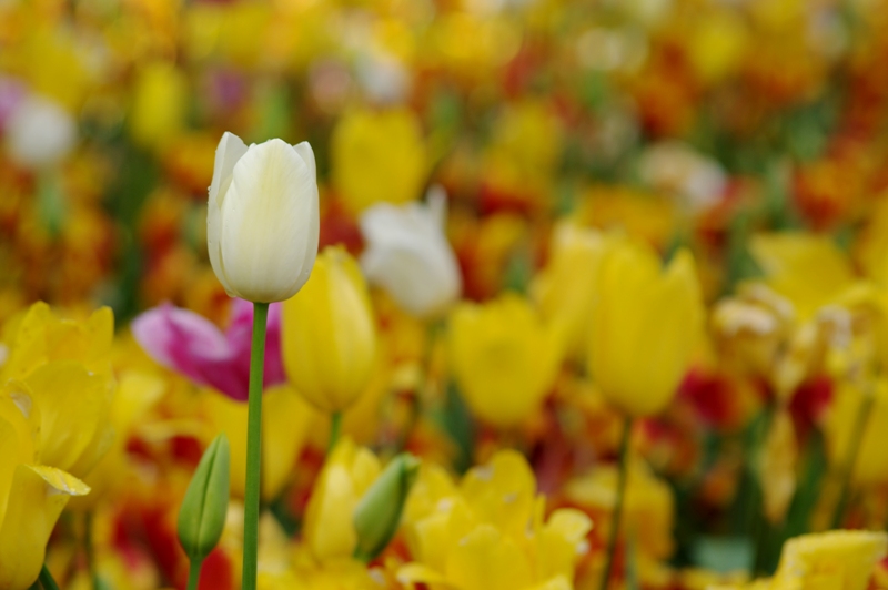 photo "Tulip and tulips" tags: nature, flowers