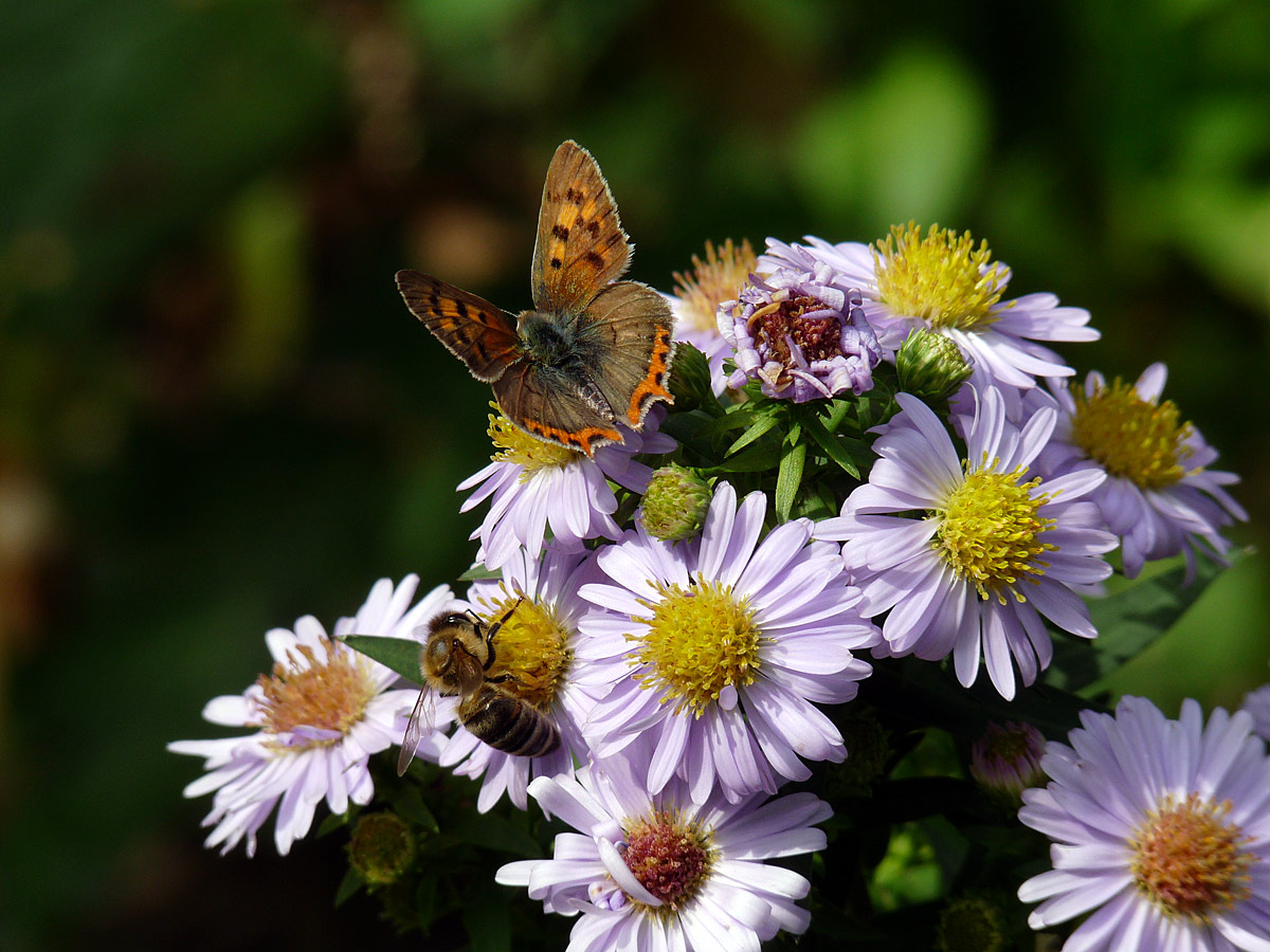 photo "***" tags: nature, flowers, insect