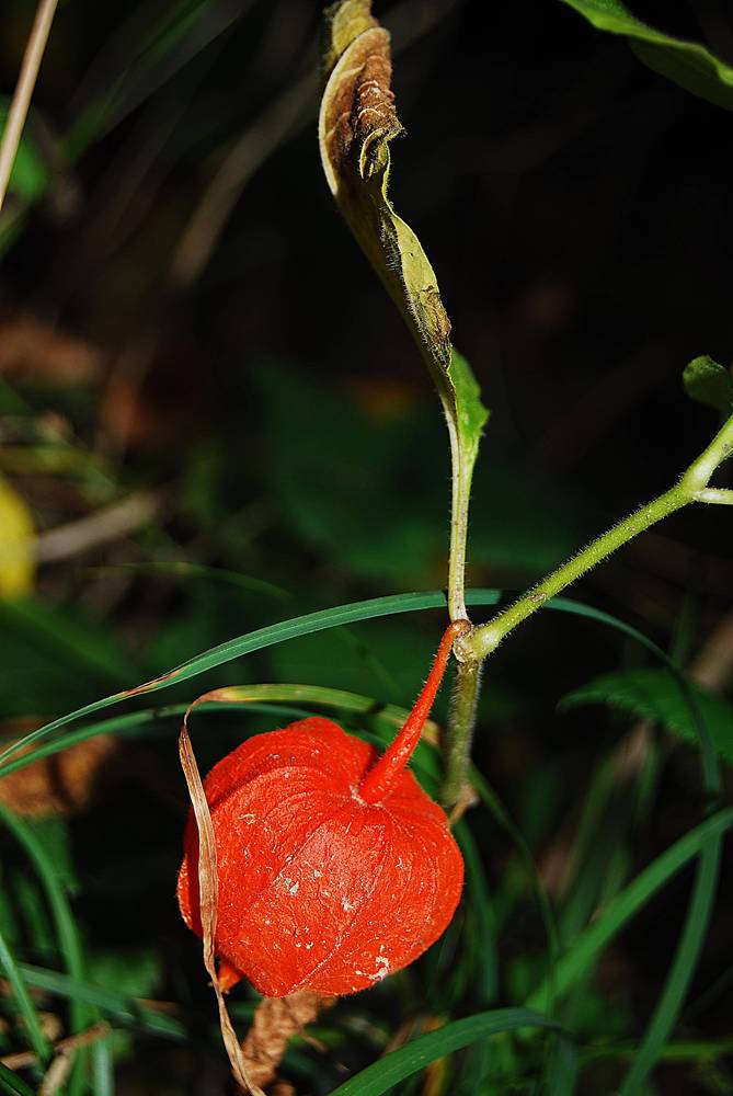 photo "Little things" tags: nature, macro and close-up, flowers