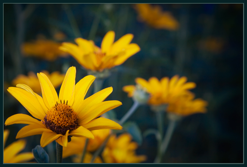 photo "***" tags: nature, flowers