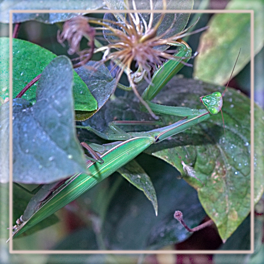 photo "Top Model" tags: nature, macro and close-up, insect