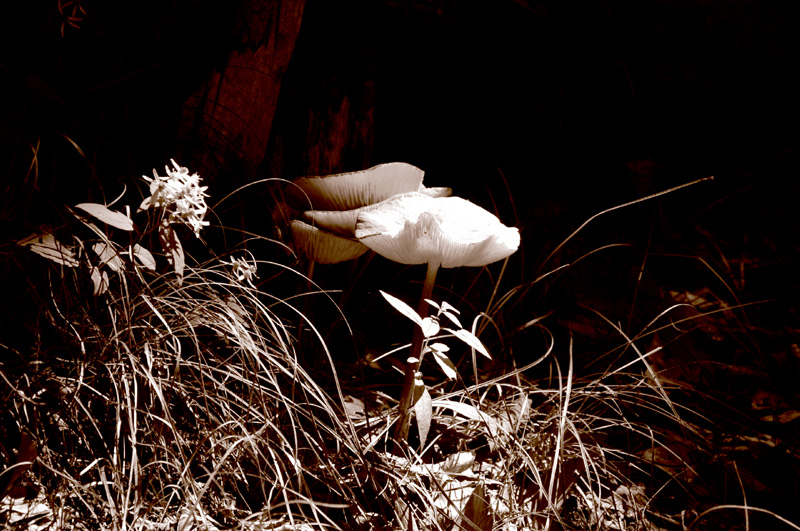 photo "***" tags: nature, flowers