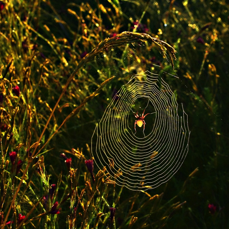 фото "Утренняя паутинная" метки: природа, насекомое