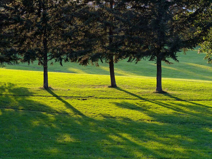 photo "Sunset in Oslo" tags: landscape, forest