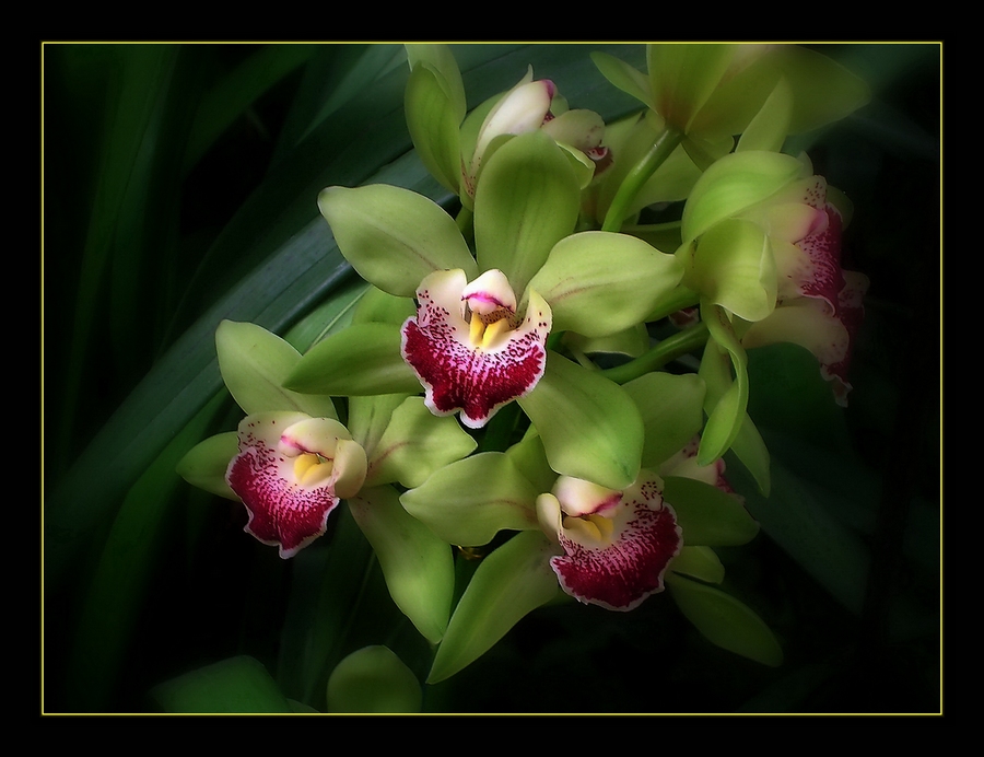 фото "Орхидеи.Park "UTOPIA"-4" метки: природа, цветы