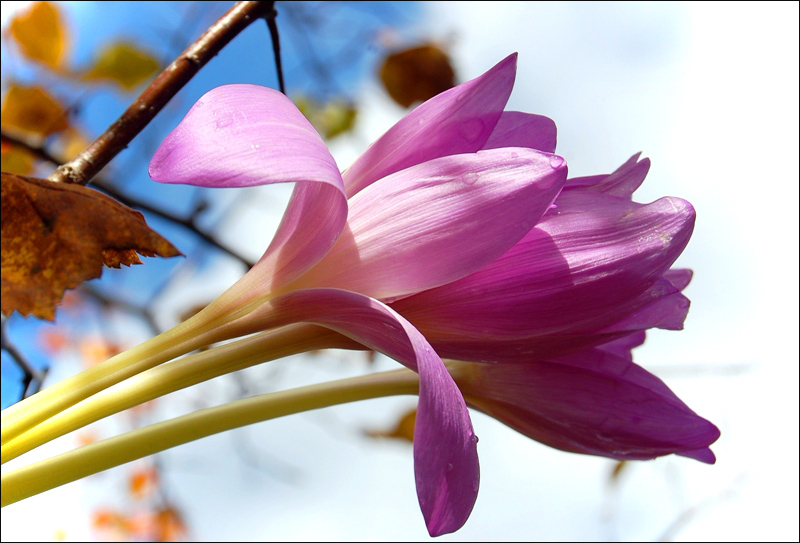 photo "***" tags: nature, flowers