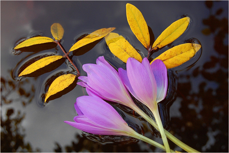 photo "***" tags: nature, flowers