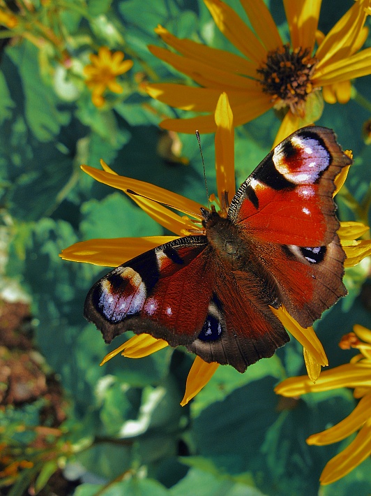 photo "***" tags: nature, macro and close-up, insect