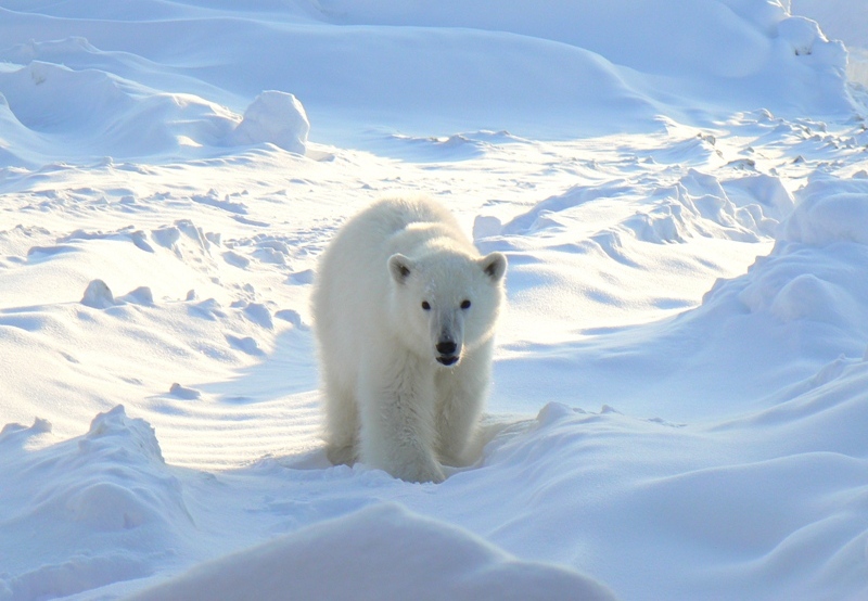 photo "***" tags: nature, wild animals