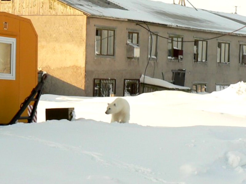 фото "Медведь" метки: , 