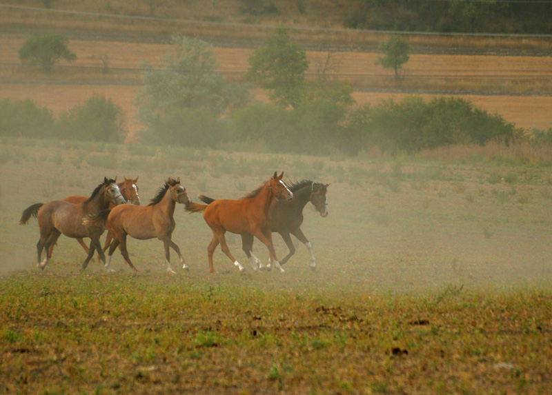 photo "***" tags: nature, pets/farm animals