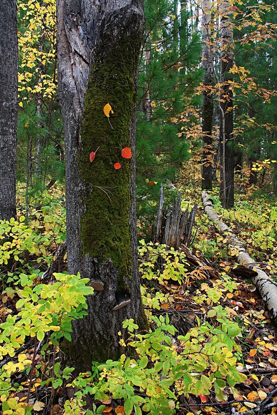 photo "***" tags: landscape, autumn