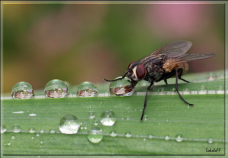 фото "Дегустатор" метки: макро и крупный план, природа, насекомое