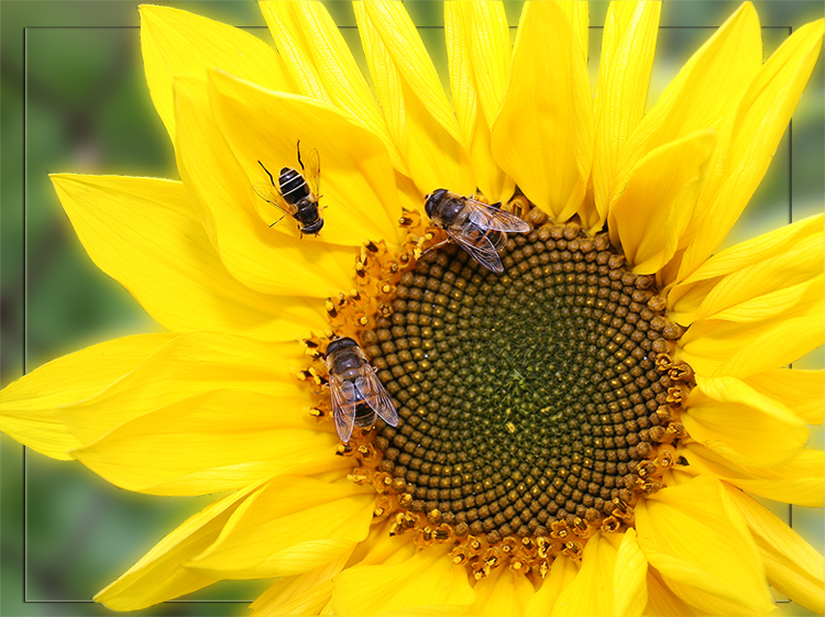 фото "Солнышко для троих" метки: природа, макро и крупный план, цветы