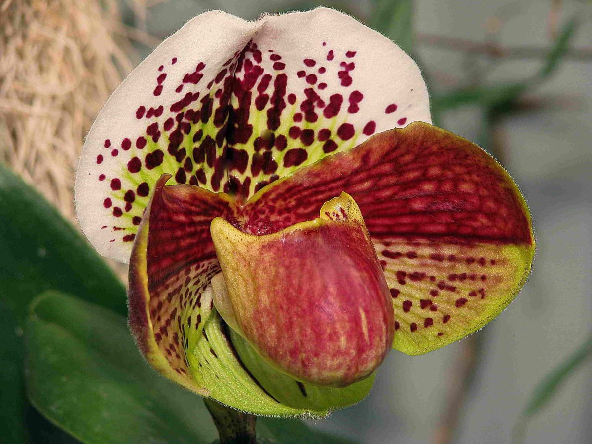 photo "Paphiopedilum Orchid." tags: nature, flowers