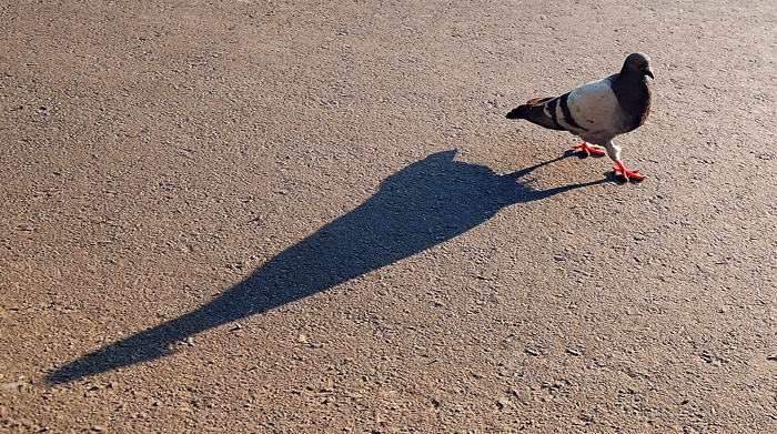 фото "my shadow" метки: жанр, природа, дикие животные