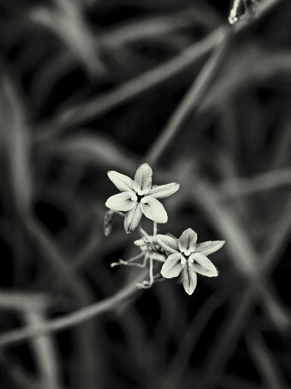 photo "***" tags: nature, flowers