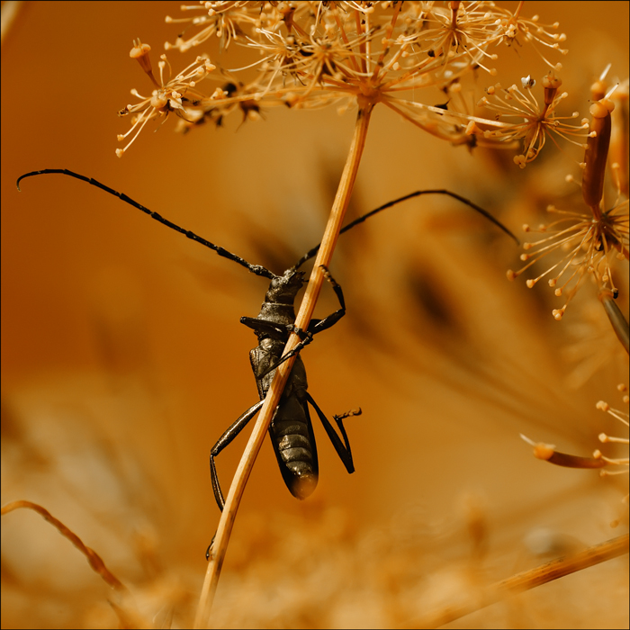 photo "***" tags: nature, insect