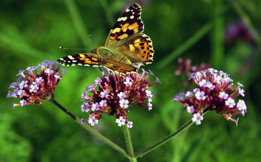 photo "The last summer days" tags: landscape, nature, insect, summer