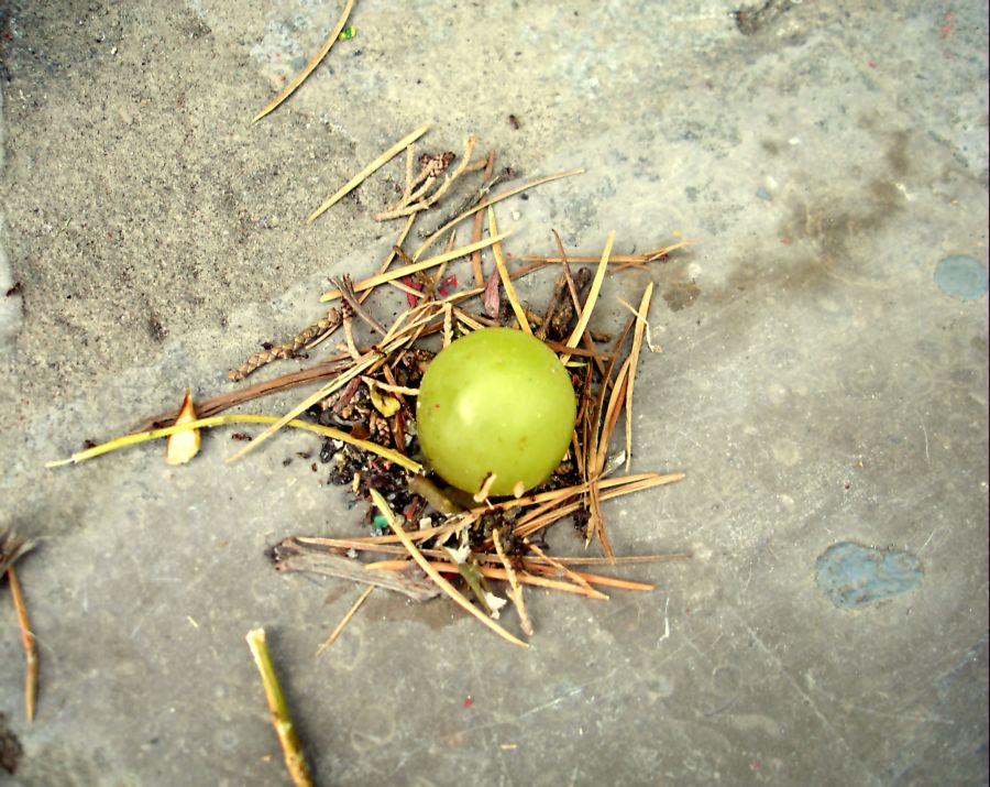 photo "Ants and grape" tags: , 