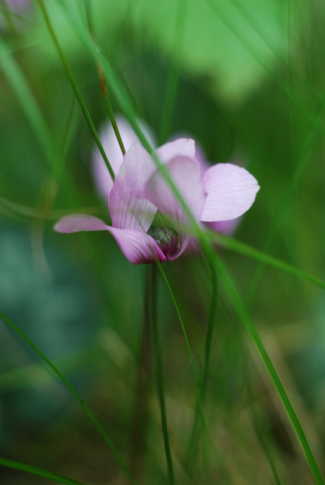 photo "flowers01" tags: nature, flowers