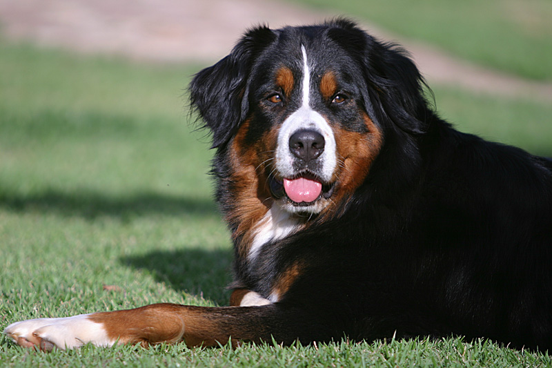 photo "My Dog Zayra at home" tags: nature, pets/farm animals