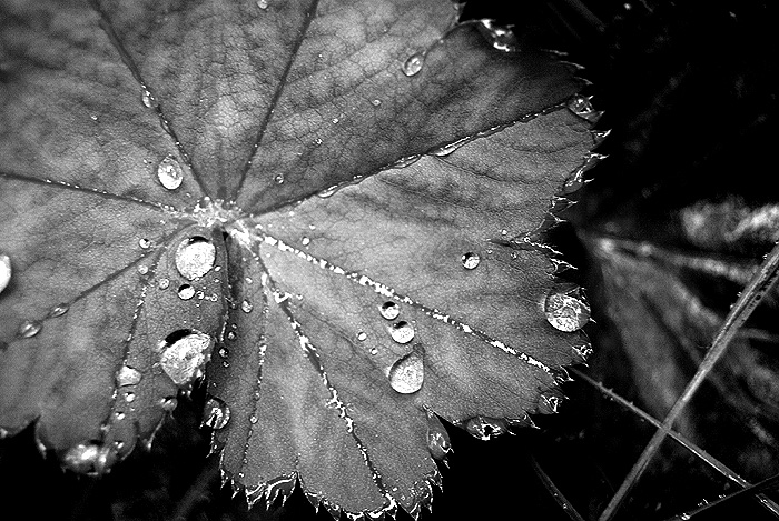 photo "***" tags: macro and close-up, 