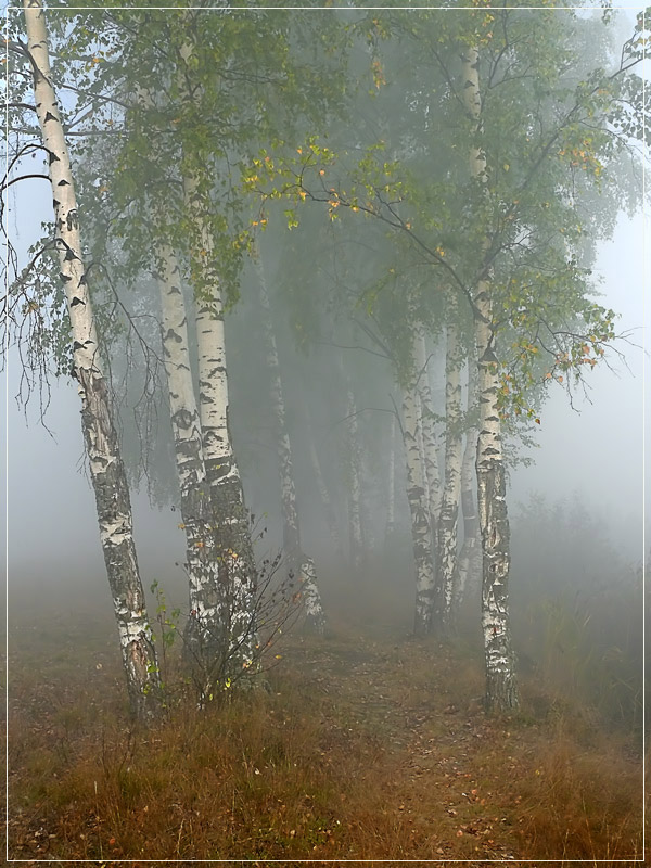 фото "Утро туманное 8" метки: пейзаж, лес, осень