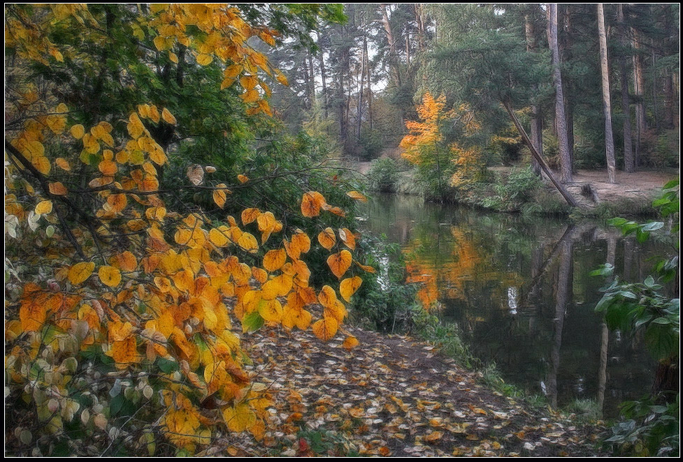 photo "Autumn" tags: landscape, autumn, forest