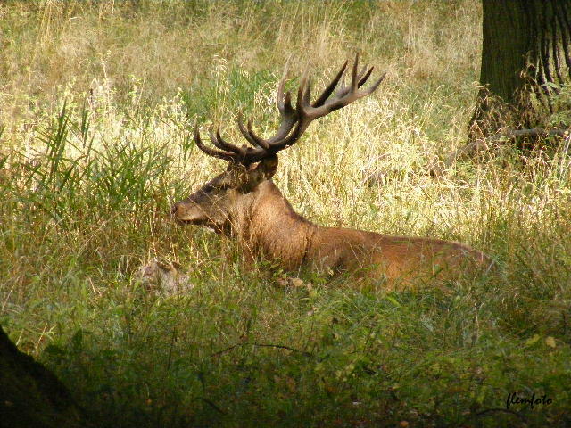 photo "Wildlife in the wood." tags: nature, wild animals