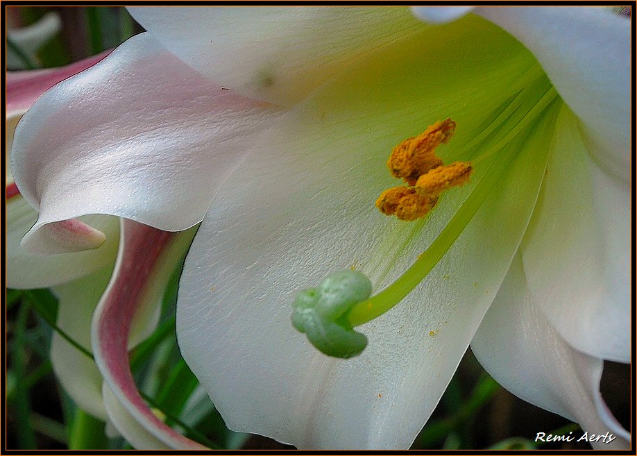 photo "lily" tags: nature, macro and close-up, flowers