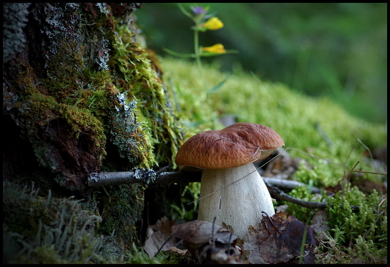 photo "***" tags: landscape, misc., forest