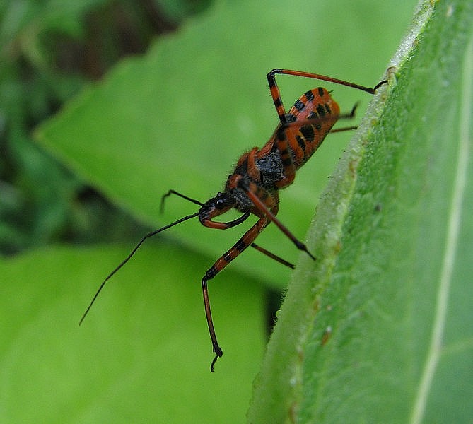 фото "быстрым шагом" метки: макро и крупный план, природа, насекомое